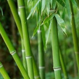 bamboo plants-dendrocalamus-calostachyus - treekart
