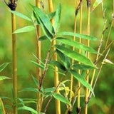 Variegated bamboo - treekart
