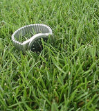 Kentucky Blue Grass Seeds - treekart
 - 3