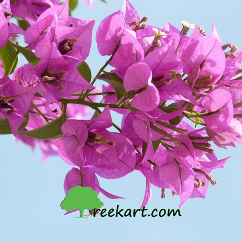 Bougainvillea - Light Pink