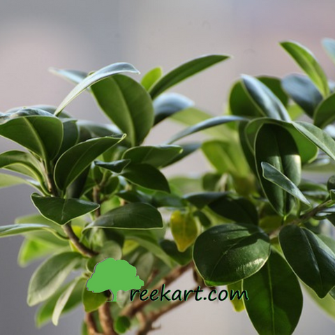 Ficus Black Plant