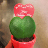 Hoya Kerrii (Sweetheart Plant / Valentine Hoya) - treekart
 - 4