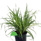 Lemon-Grass-Plant