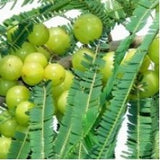 medicinal-plants-amla-big - treekart
