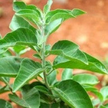 medicinal-plants-ashwagandha - treekart
