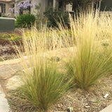 Mexican True Lawn Grass seeds - treekart
 - 2