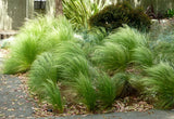 Mexican True Lawn Grass seeds - treekart
 - 1