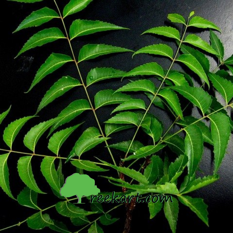 Pin Neem Tree Leaves