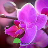 Orchid (Violet)
