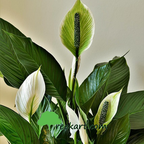 #airpurifyingplants #peacelily #peace-lily #indoorplants #plantsonline #plantsindoor