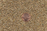Perennial Ryegrass (Lolium perenne) Lawn Seeds - treekart
 - 2
