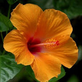 hibiscus-orange - treekart
