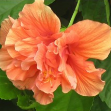 hibiscus-orange-double - treekart
