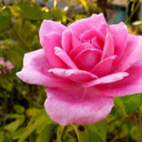 scented-rose - treekart
