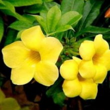 allamanda-creeper - treekart
