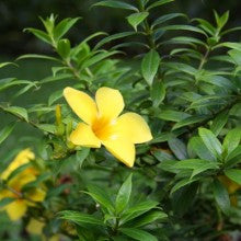 Allamanda - treekart
