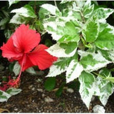 hibiscus-variegated - treekart
