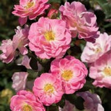 rose-floribanda-pink - treekart
