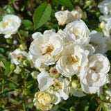 rose-floribanda-white - treekart
