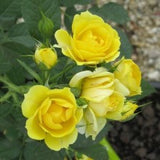 rose-miniature-yellow - treekart
