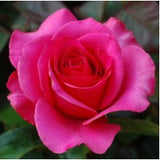 rose-true-pink - treekart
