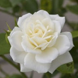 rose-white - treekart
