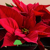 Poinsettia (Euphorbia pulcherrima)