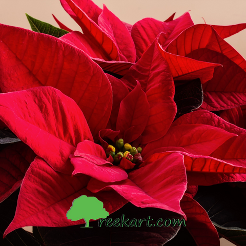 Poinsettia (Euphorbia pulcherrima)