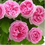 rose-plants-climibing-rose-pink - treekart

