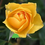 Rose-Yellow