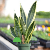 Snake Plant For Gift