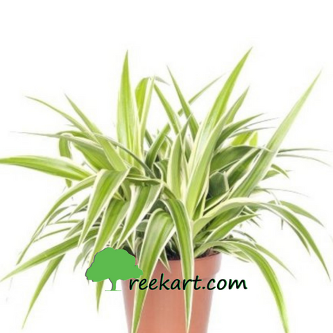 Spider Plant (chlorophytum comosum)