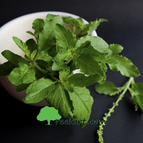 Tulsi-Plant-Holy-Basil