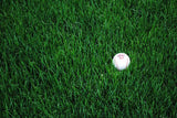 Perennial Ryegrass (Lolium perenne) Lawn Seeds - treekart
 - 3