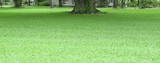 Zoysia Turf Feather Grass Seeds - treekart
 - 3